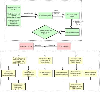 Identification of endothelial-related molecular subtypes for bladder cancer patients